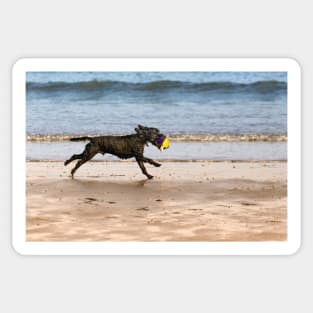 Dog &ball- Filey, Sticker